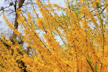 Background of yellow spring forsythia flowers. Bokeh. Blur