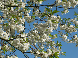 white cherry blossom in bright sunlight against a vibrant blue sky