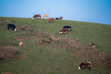 herd of cows grazing in field