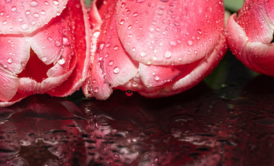 Pink. Tulips. Reflection. Flowers. Drops. Macro