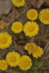 yellow spring flowers tussilágo in the forest