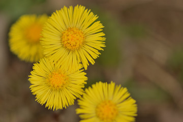 yellow spring flowers tussilágo in the forest close up