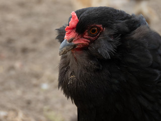 A portrait of a rooster
