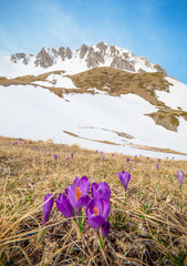 Rieti (Italy) - The summit of Monte Terminillo with snow. 2216 meters, Terminillo Mount is named...