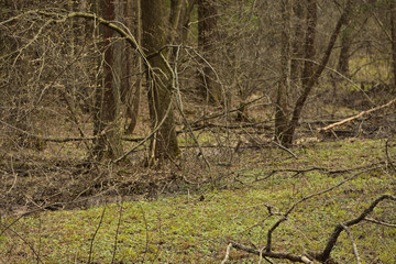 Fototapeta premium trees in forest