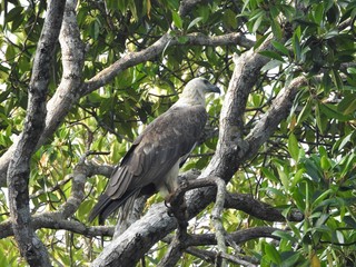 Mature bald eagle sitting on a tree branch on a blue sky background, in the jungles of Sri Lanka.