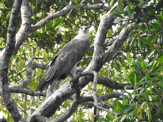 Mature bald eagle sitting on a tree branch on a blue sky background, in the jungles of Sri Lanka.