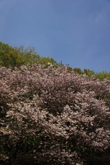 SONY DSC