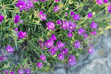 Fototapeta premium beautiful flowers called 