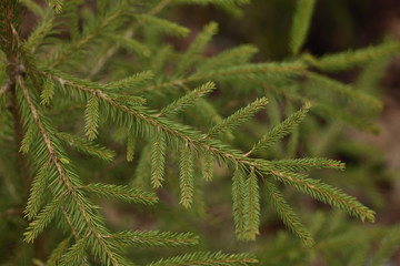 Christmas tree branch