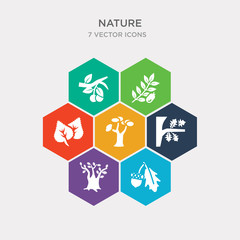 simple set of northern  oak tree, scarlet oak tree, white oak tree, eastern white pine icons, contains such as icons birch butternut black cherry and more. 64x64 pixel perfect. infographics vector