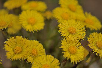 yellow spring flowers tussilágo in the forest close up