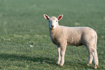 portrait of a sheep in the field in England