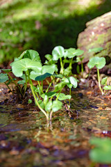 Young green plants germinating in spring