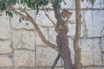 チーター, 子ども