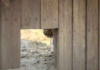portrait of fluffy street cat