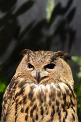 フクロウ(Owl)
