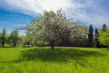 Fototapeta na wymiar Wunderschöner alter Obstbaum auf einer Wiese