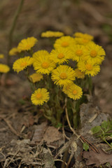 yellow spring flowers tussilágo in the forest