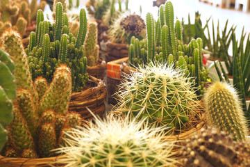 cacti of different size and shape in different pots...