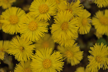 yellow spring flowers tussilágo in the forest close up