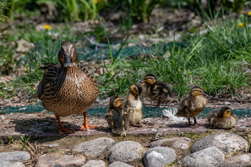 Close up of a newborn Mallard Duck chick (Anas platyrhynchos)