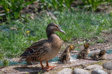 Close up of a newborn Mallard Duck chick (Anas platyrhynchos)