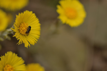 bee drinking nectar flower Tussilágo