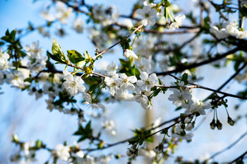 blooming cherry branches in spring against a blue sky