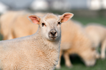portrait of a sheep in the field in England
