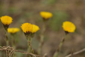 yellow spring flowers tussilágo in the forest
