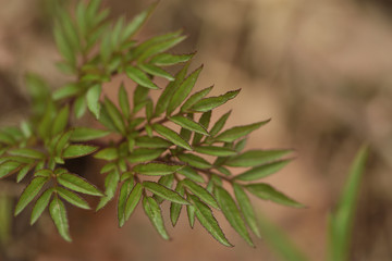 green branch with leaves in the forest