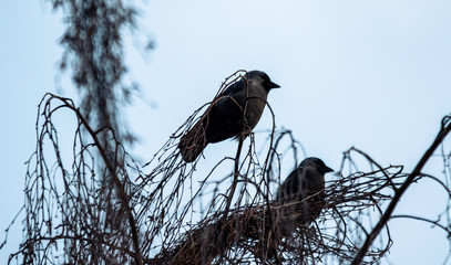 crow on tree