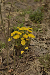 yellow spring flowers tussilágo in the forest