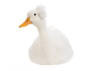 beautiful and clean white duck isolated