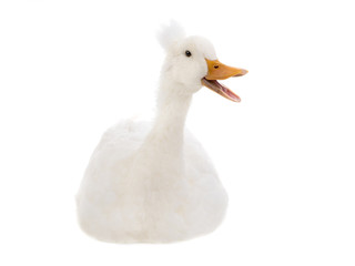 beautiful and clean white duck isolated