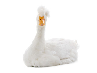 beautiful and clean white duck isolated