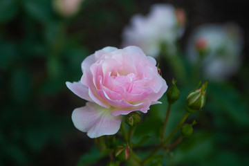 photo of pink rose on a bush