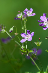 forest flower on green fresh background
