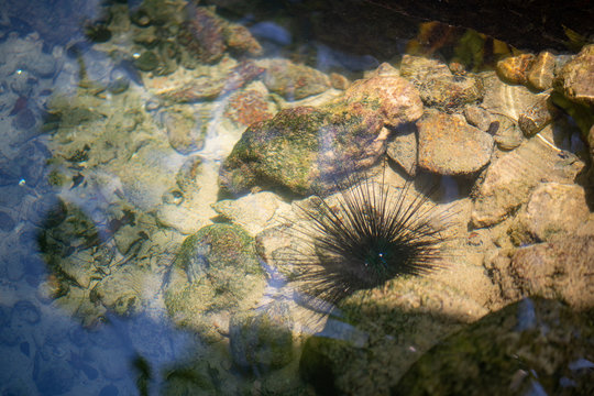 Sea urchin, Close up black sea urchin or long spines sea urchin an exotic water animal shown in aquarium.