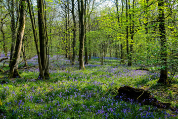 Bluebell Woods