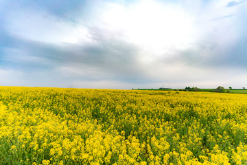 yellow field of oilseed rape with amazing sky