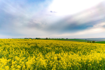 yellow field of oilseed rape with amazing sky