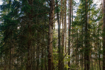 clear Sunny day in the forest