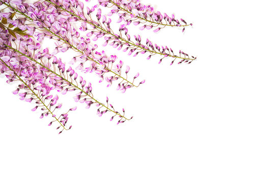 Beautiful purple pink wisteria flower branch with blossoms buds on white background, isolated. Minimal spring and summer composition. Flat lay, top view with copy space.