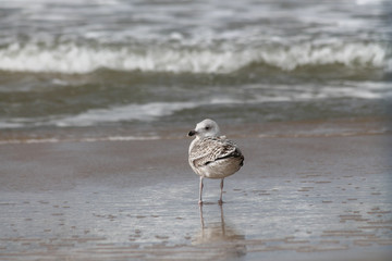 A seagull standing in front of incoming waves and foam watching back