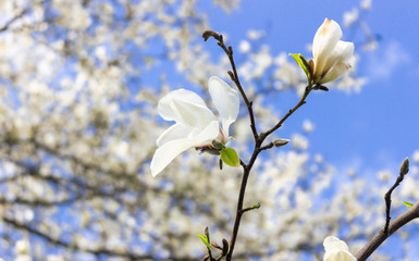 Beautiful white magnolia flowers in the spring season on the magnolia tree. Blue sky background. White magnolia flowering background.