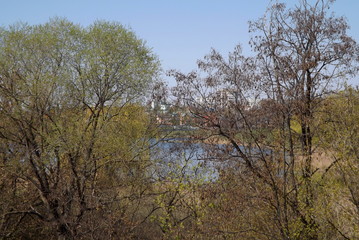 Fototapeta premium trees and blue sky