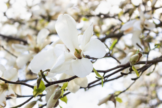 Beautiful white magnolia flowers in the spring season on the magnolia tree. Blue sky background. White magnolia flowering background.