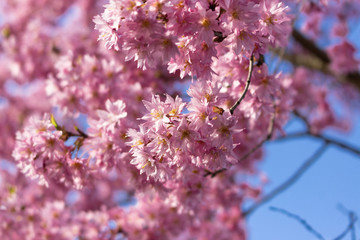 Beautiful cherry blossom (sakura) with branch in spring time over blue sky. Spring season.